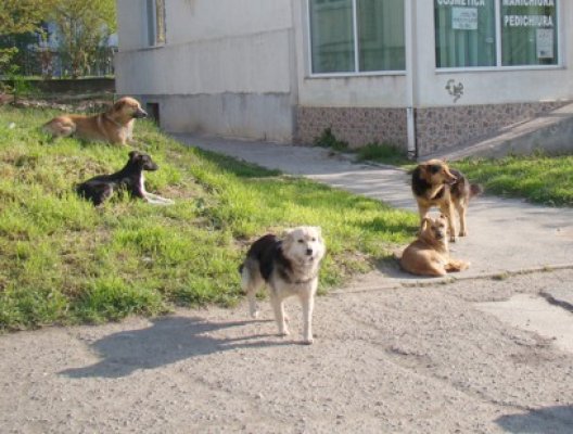 Miting al iubitorilor de animale, la Constanţa
